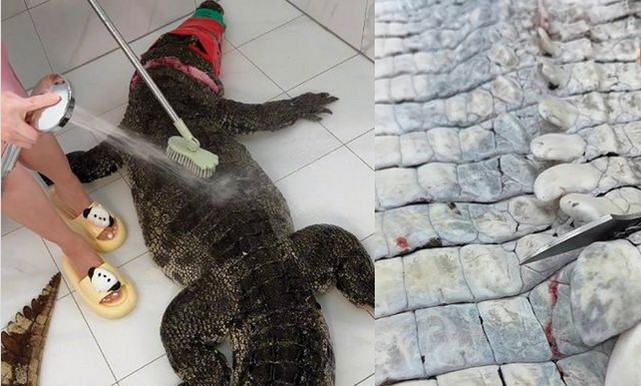 Un vlogger culinar a stârnit indignare jupuind, eviscerând și gătind un crocodil pentru vizualizări