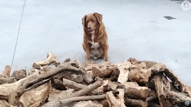 Bobi, în vârstă de 30 de ani, din Portugalia, cel mai bătrân câine din lume