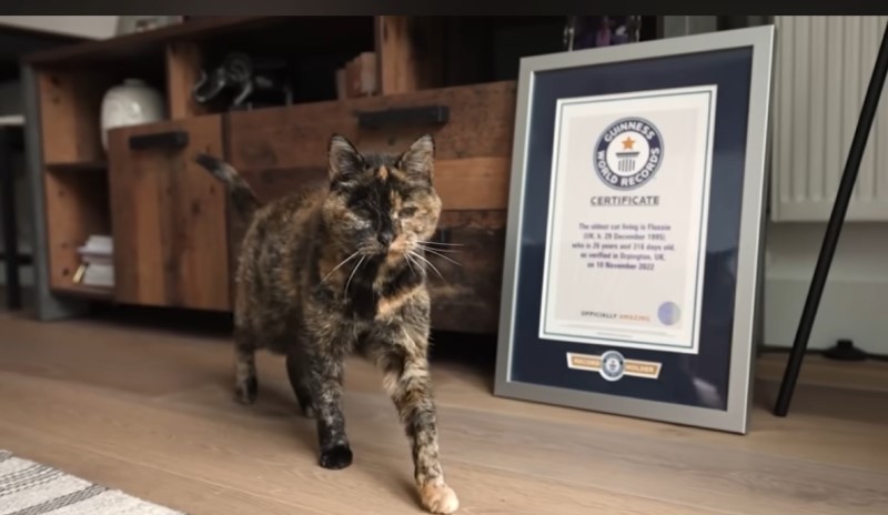 O pisică britanică a fost recunoscută oficial ca fiind cea mai bătrână din lume