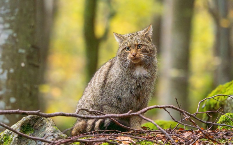 Exemplar superb de pisică sălbatică în Parcul Național Retezat